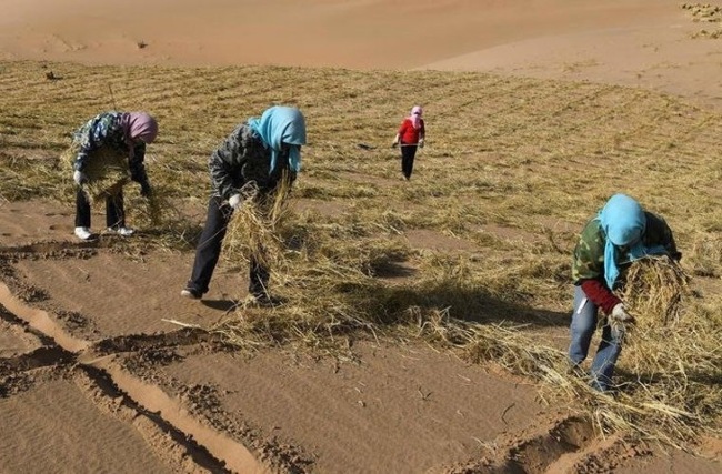 Description: В Китае научились выращивать урожай на песке длиннопост, текст, новости, Китай, песок, урожай
