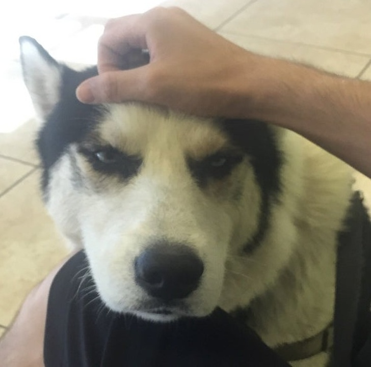 22 “Oops” Times When Visiting the Vet Didn’t Go According to Plan