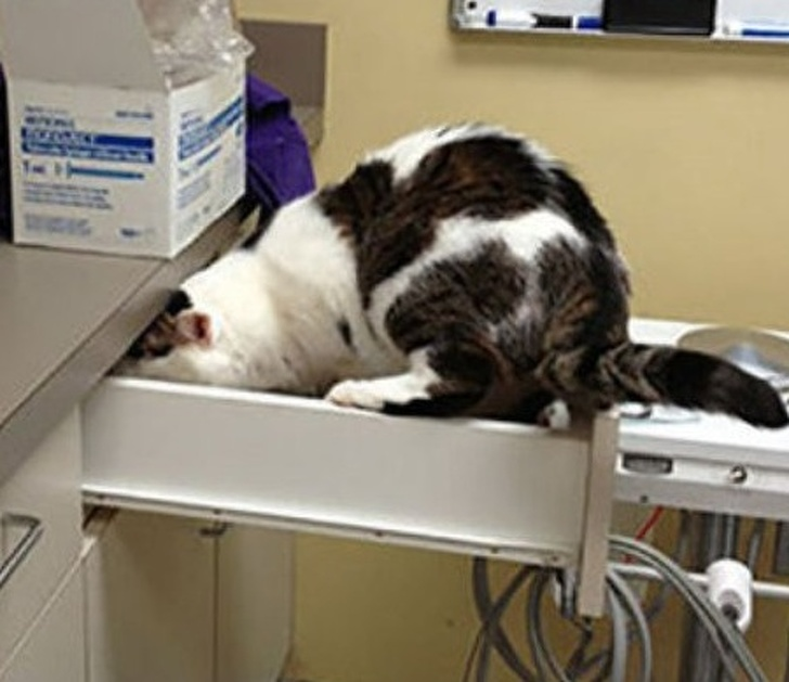 22 “Oops” Times When Visiting the Vet Didn’t Go According to Plan