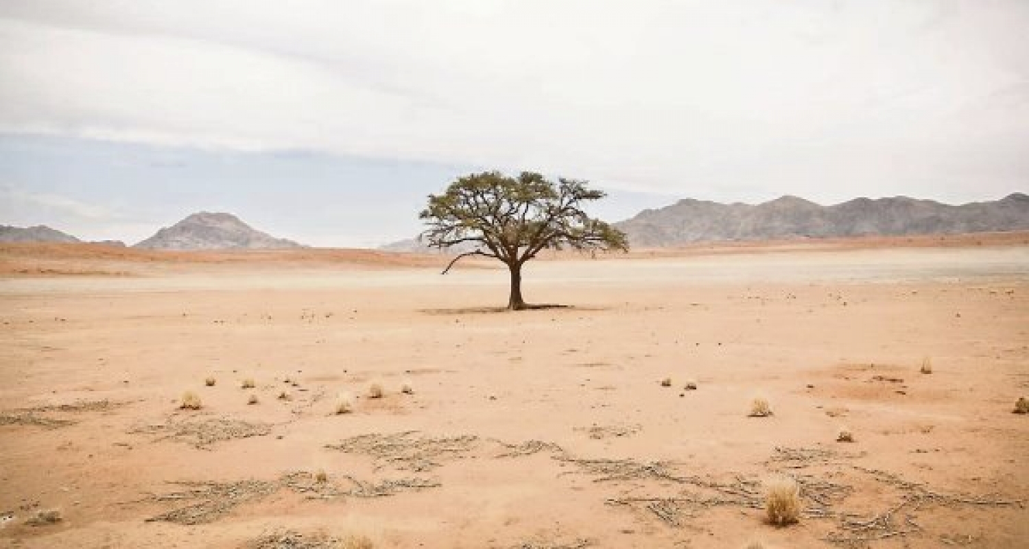 Манай орны 77 хувь нь цөлжилттэй байна | Peak News